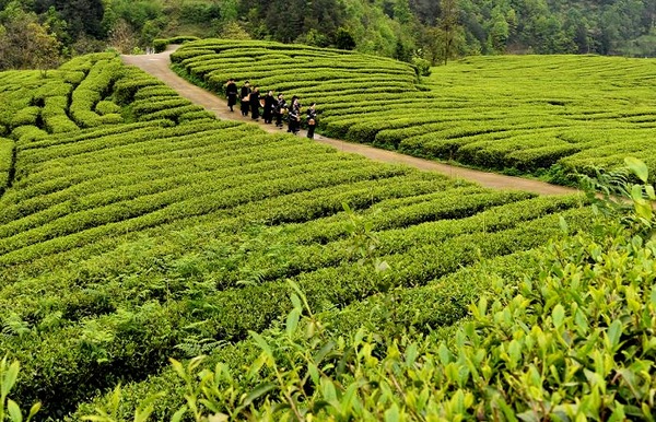 生态茶园。