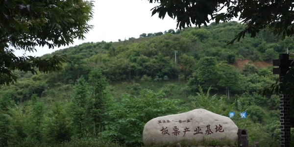 洛郎村板栗产业基地。