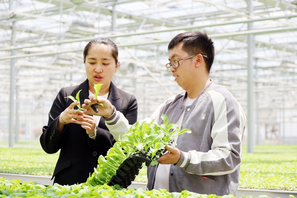陳睿在江楠蔬菜培育中心查看蔬菜育苗情況。