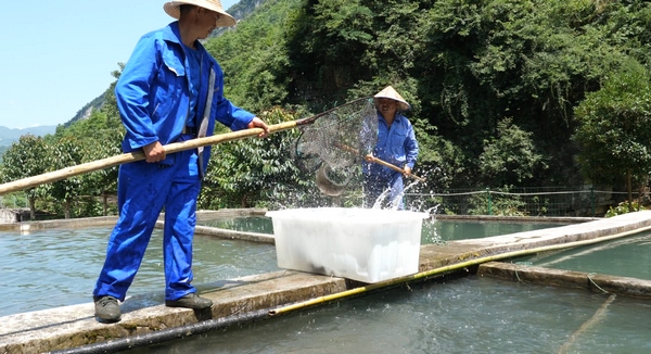 7月7日，工人在贵州省大方县大山乡三文鱼养殖基地采捞三文鱼。周训贵摄