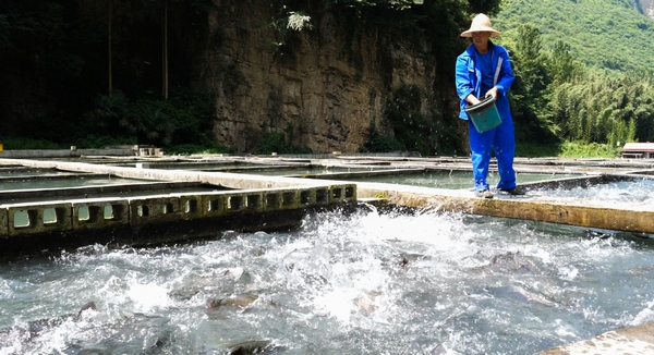 7月7日，工人在贵州省大方县大山乡三文鱼养殖基地给三文鱼投食。周训贵摄