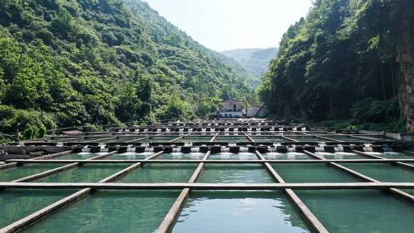 7月7日，贵州省大方县大山乡三文鱼养殖基地一角。周训贵摄
