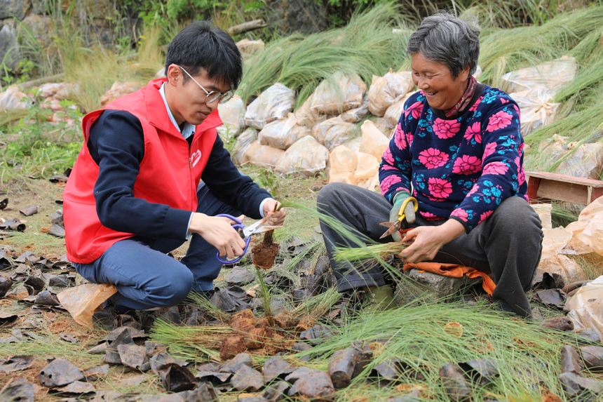 图为贵州省白云区石龙村到村任职选调生帮助村民修剪粉黛乱子草幼苗。