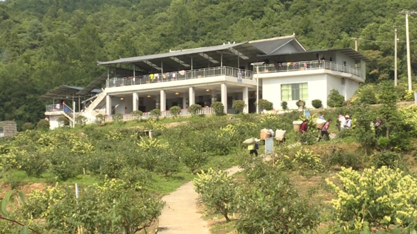 何文强的山银花加工厂。