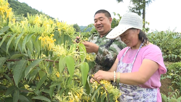 胡家强夫妇在采山银花。