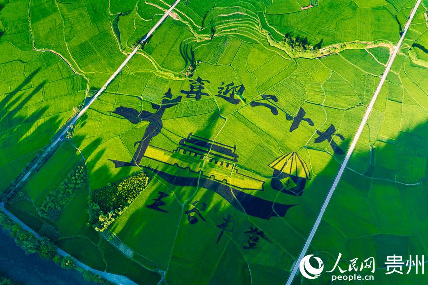 “喜迎二十大”的紫米稻圖案在綠色水稻的襯托下分外醒目。人民網 涂敏攝