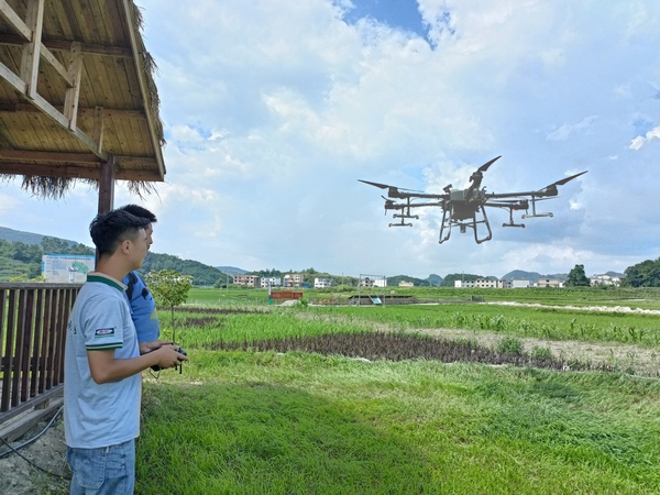 无人机植保助推水稻生产机械化 。