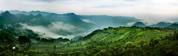 富硒茶叶基地。
