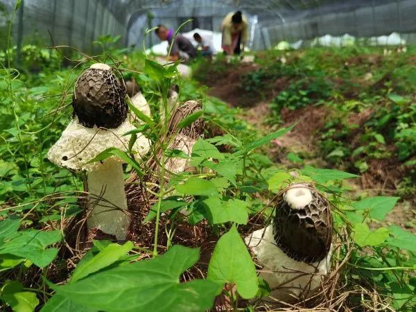 紅托竹蓀長勢喜人。
