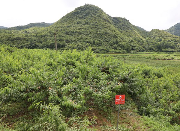 朱昌镇郝官村黄金蜜桃基地。