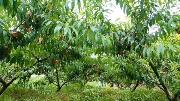 郝官村黄金蜜桃基地。吴林燚摄
