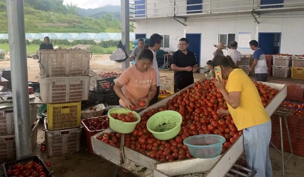 茂井镇兰西村的西红柿大丰收。