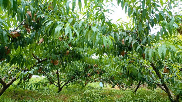 郝官村黃金蜜桃基地。吳林燚攝