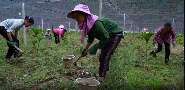 基地務工人員對魔芋進行除草。