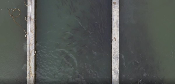 魚池。