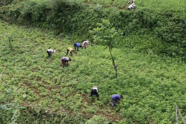 沙坎村前胡种植户在基地劳作。