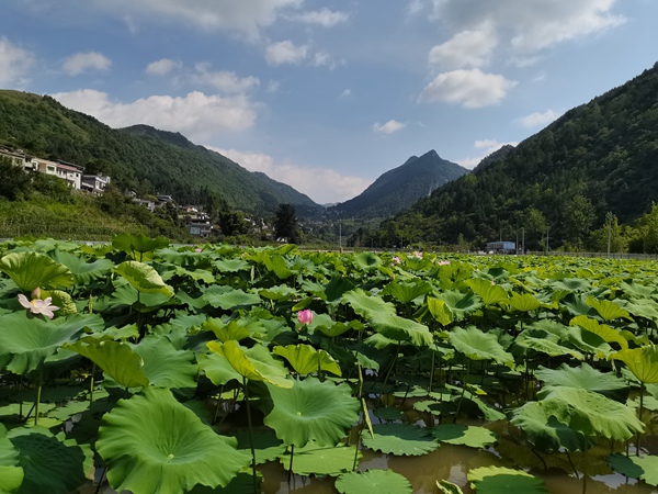 1.成片的荷花池 戴密密摄