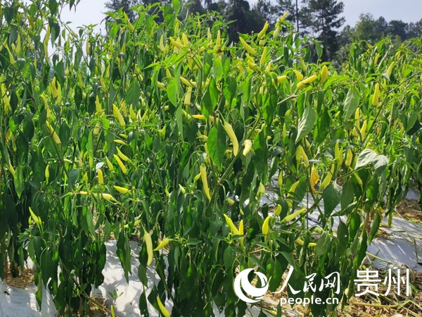 “香辣575”辣椒。人民網 李麗萍攝