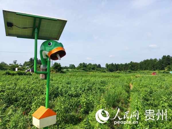 遵義紅滿坡農業發展有限公司辣椒種植示范基地。人民網 李麗萍攝