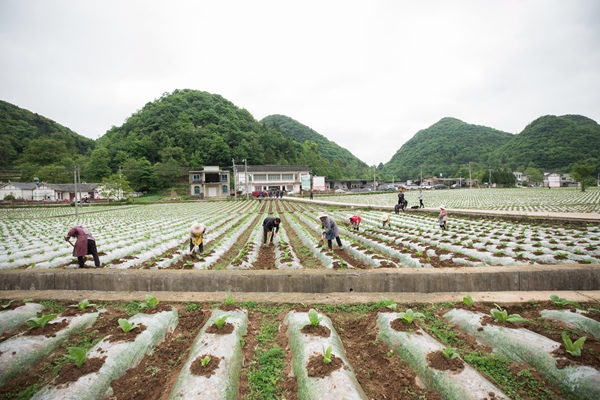 1.2022年6月16日，毕节市大方县沙厂烟叶站烟农正在进行移栽后补苗工作 。