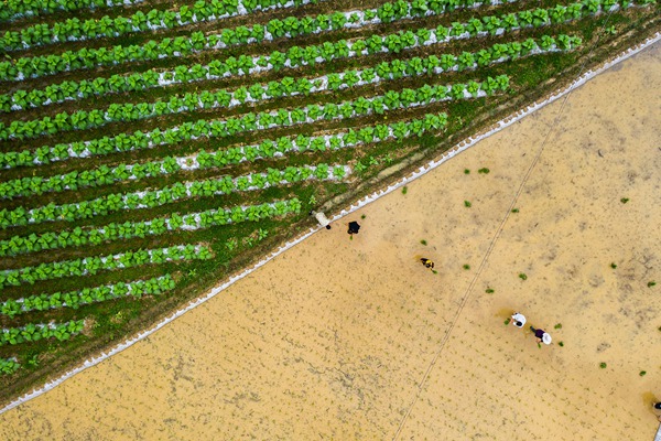 烟稻轮作,不仅可以改善土壤理化性状,减少烟稻病虫害,还能最大限度提高土地利用率,助力烟农增收。