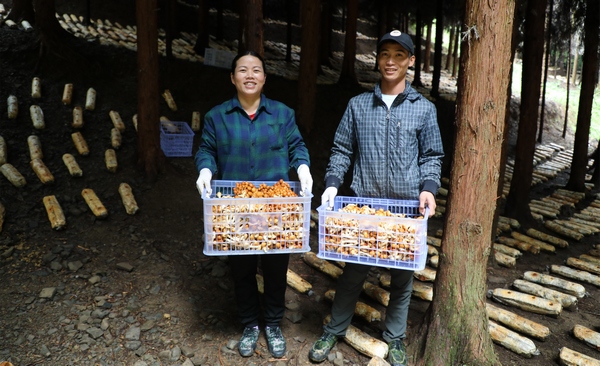 大方县对江镇村民展示采收林下食用菌。周训贵摄