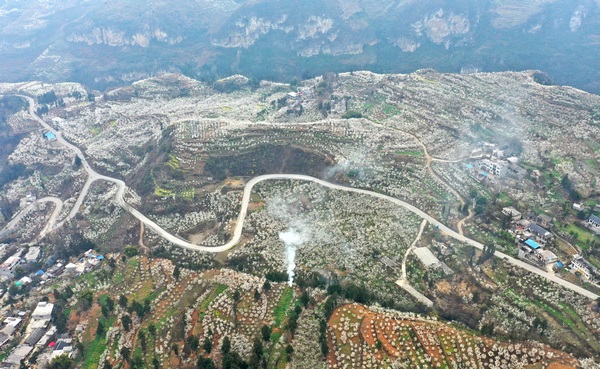 大方縣貓場鎮櫻桃花開航拍。周訓貴攝