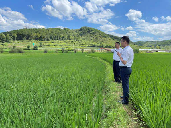 客户经理考察综合养殖水稻基地。