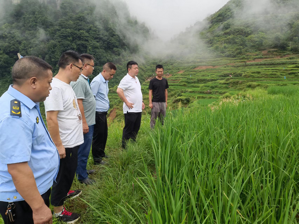 调研组在石打头村查看水稻长势。