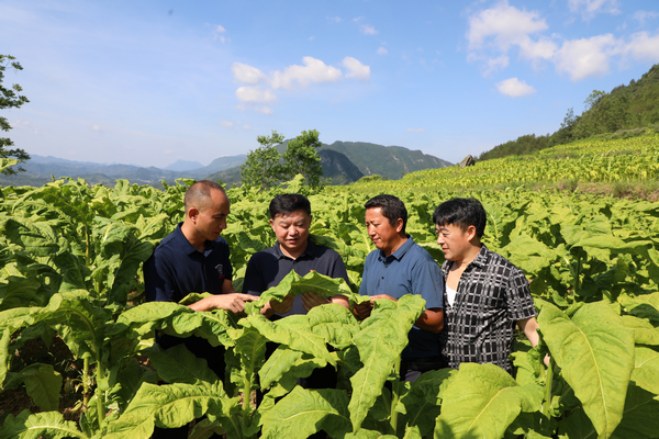 印江县合水镇烤烟种植基地。