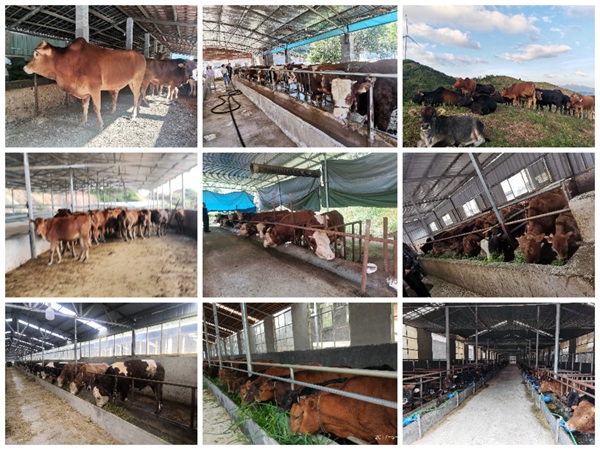 黎平县铆足“牛”劲做大“牛”产业。