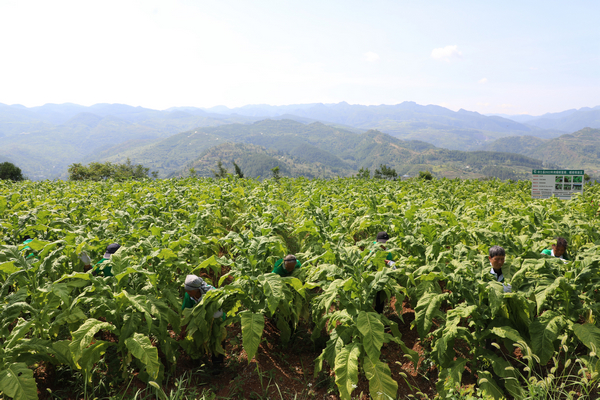 图为印江县合水镇三坪村烤烟种植基地烟农正在采摘烟叶。梅亚军摄