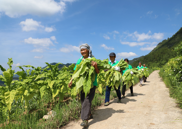 图为印江县合水镇三坪村烤烟种植基地烟农正在采摘烟叶。梅亚军摄