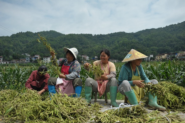 在罗甸县逢亭镇祥脚村，村民将新采收大豆进行分拣。班方智摄