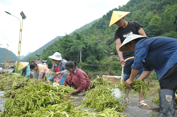 在罗甸县逢亭镇祥脚村，村民将新采收的大豆进行冲洗。班方智摄
