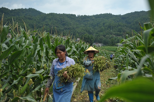 在罗甸县逢亭镇祥脚村，村民在田间收割大豆。班方智摄 