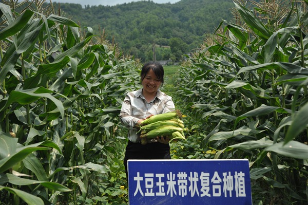 新采摘的鲜食玉米。班方智摄