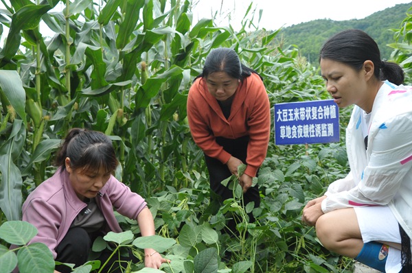 在罗甸县逢亭镇祥脚村，农技人员在田间进行技术指导（班方智 摄）