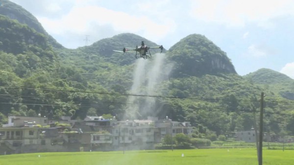 植保无人机正在为稻田喷洒农药。