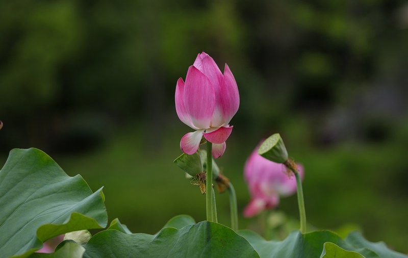 7月23日，龙潭古寨荷花绽放。