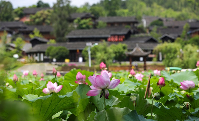 7月23日，龙潭古寨荷花绽放。
