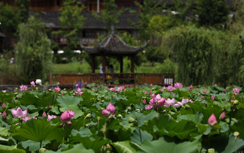 7月23日，龙潭古寨荷花绽放。