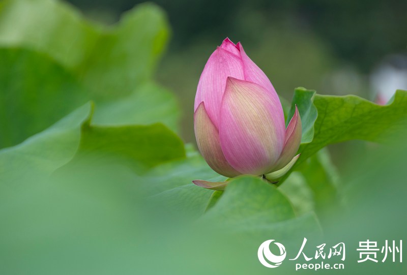 含苞待放的荷花。人民网 龙章榆摄