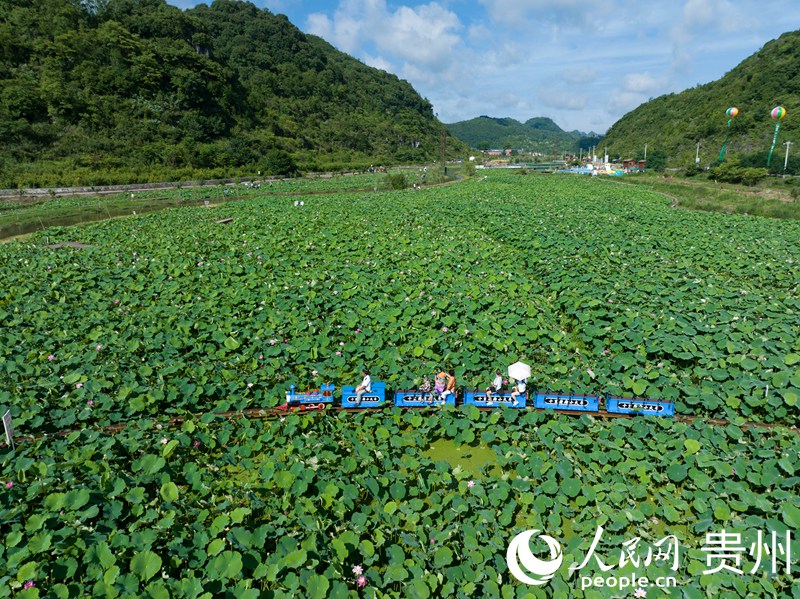 游客乘坐观光小火车畅游荷塘之中。人民网 龙章榆摄