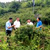 近日，贵定县刺梨低效林改造标准化示范区项目接受考核验收……