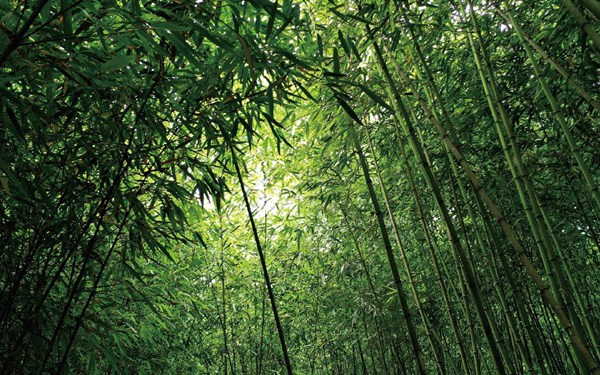 方竹林。桐梓县娄山产投集团供图