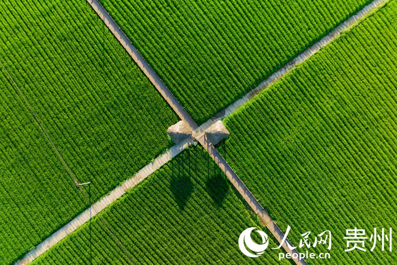 花茂村的稻田穿插其中的机耕道构成一幅优美的风景画。人民网 涂敏摄