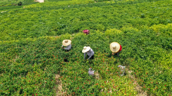 山堡村村民正在採摘辣椒。