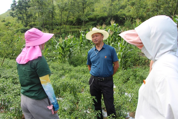 猴场社区支书介绍辣椒产业发展情况。