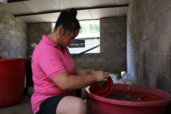 工人正在清洗喂养鸡的工具。